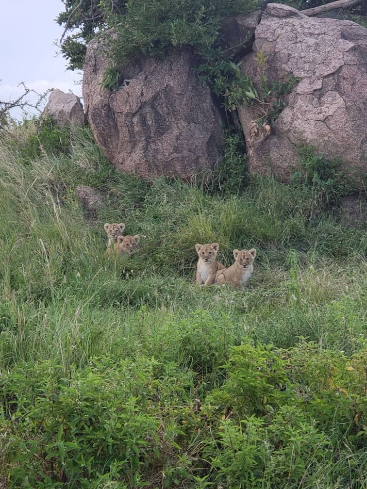 AsiliaAfrica's tweet image. We ❤️ our #healthcareheroes! From doctors to nurses to EMS workers, we’re grateful for all you’ve sacrificed during #COVID19. To thank you, we’re offering healthcare workers a 75% discount toward a #safari through 05/2021 - bit.ly/HealthcareOffe…
--
#StayHome #TravelLater