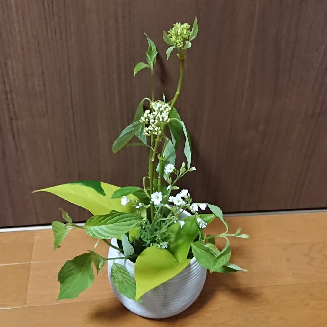 サンゴミズキの花