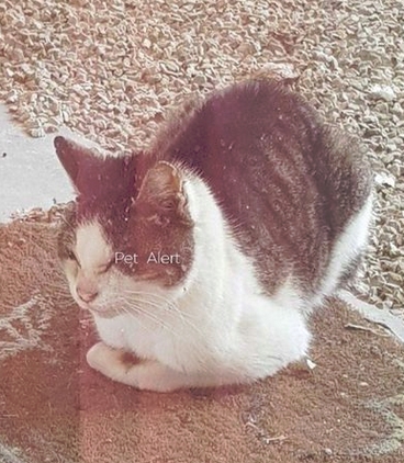 Missing Animaux 81 18 05 Trouve Chat Ou Chatte Tigre Blanc A Cuq Chemin Des Pins Tel 06 37 32 61 Tarn T Co 47m4xxd9he Twitter Missing Animaux 81 18 05 Trouve Chat Ou Chatte Tigre Blanc A Cuq Chemin Des Pins Tel 06 37 32 61 Tarn T Co 47m4xxd9he Twitter