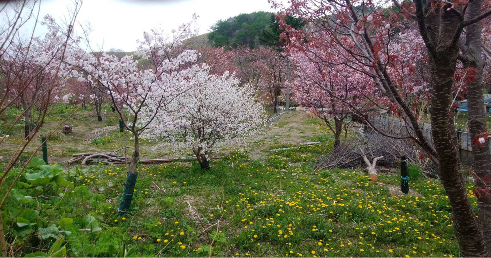 礼文島香深マルカ加藤商店 ニューかとう 花の浮島と呼ばれる礼文島 そろそろ その花たちが目覚め始めたようですね 桜 も咲きました 北海道の緊急事態宣言もなかなか解除にならず 花の浮島ももう少し我慢ですね 礼文島 加藤商店 おみやげやさん