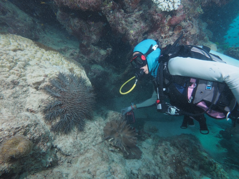 New research led by Dr Frederieke Kroon shows crown-of-thorns starfish (COTS) are eaten by more fish species than previously thought. The team used a test developed at AIMS to find traces of COTS DNA in fish poo and gut goo. 

bit.ly/2WGSsqp

nature.com/articles/s4159…
