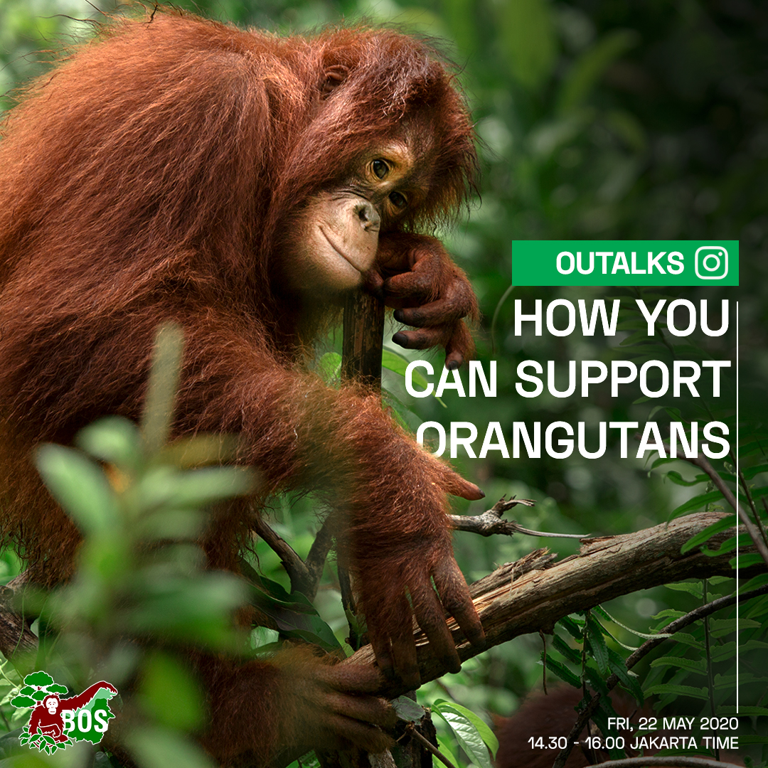 bornean_OU's tweet image. [1/2] In the next session of #OUTalks, we are going to discuss how everyone can support orangutans. Together we will learn how to teach others about their plight and how to continue the campaign for the survival of the species.