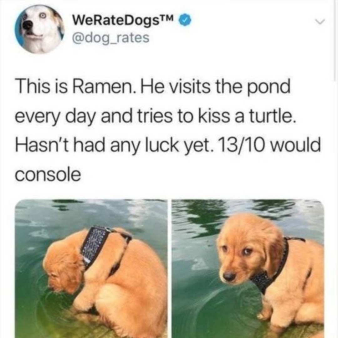 pawcessorize's tweet photo. Would you console Ramen? Comment below! 

#petmemes #petmeme #petmemed #pettymemes #petmemesofinstagram #petmemesdaily 
#cutepets #cutepetsofinstagram #cutepetsclub #cutepetshots #cutepetsa #cutepetsig https://t.co/DPN0E9XrIB