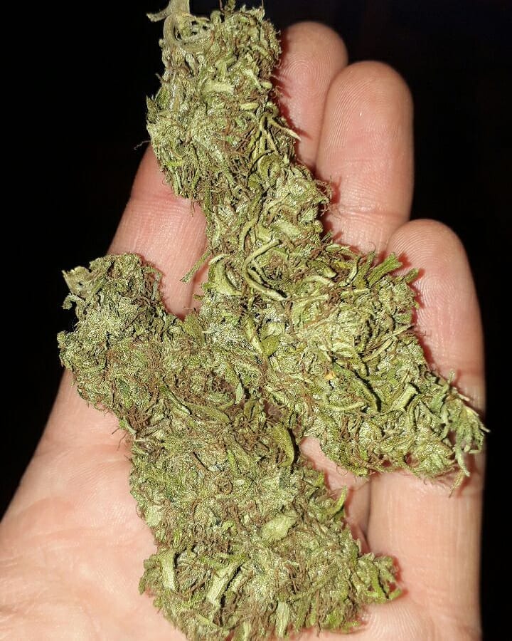 AlsonJones's tweet photo. #weedmaps #theweedtube #gasways #dcweedevents #pillsbury #weedporn #marijuananews #weedtweets #weedconnection.com #marijuanapolicyproject #medicalmarijuana #marijuanastokes #marijuanabeginner  #cannabisculture #weedgirls #maryjane #sativa #life #420memes https://t.co/Ri1t6dSka3