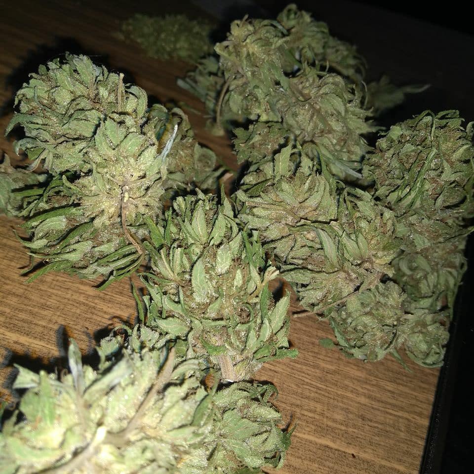 AlsonJones's tweet photo. #weedmaps #theweedtube #gasways #dcweedevents #pillsbury #weedporn #marijuananews #weedtweets #weedconnection.com #marijuanapolicyproject #medicalmarijuana #marijuanastokes  #dankmemes #meme #cannabisculture #weedgirls #maryjane #sativa #life #420memes https://t.co/GvQzeBC8Gt
