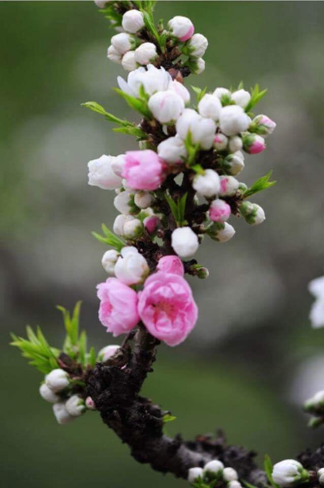 Neela92393473's tweet photo. "Whatever life plants you, bloom with grace."     #quote 

    💗🌸💐   Happy Monday💐🌸💗 https://t.co/rxVaJkeJq0