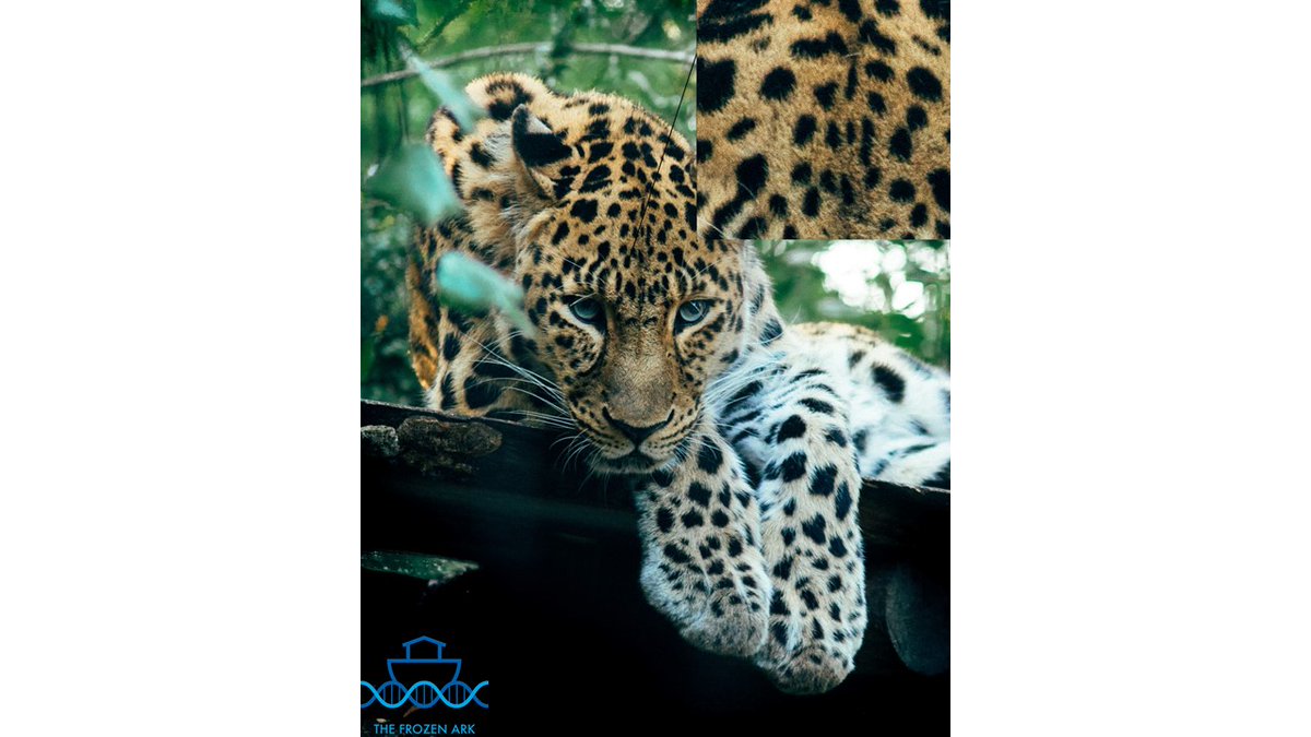 frozenark's tweet image. Here are the answers to our #PatternPuzzle game we ran last week as part of our #JungleTheme - Mon=Jaguar, Tue=Morpho Butterfly, Wed=Okapi, Thurs=Keel Billed Toucan, Fri=Red Eyed Tree Frog (cntd)...