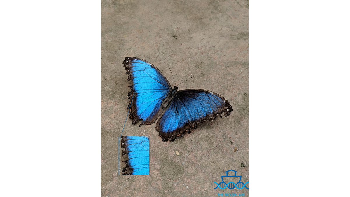 frozenark's tweet image. Here are the answers to our #PatternPuzzle game we ran last week as part of our #JungleTheme - Mon=Jaguar, Tue=Morpho Butterfly, Wed=Okapi, Thurs=Keel Billed Toucan, Fri=Red Eyed Tree Frog (cntd)...