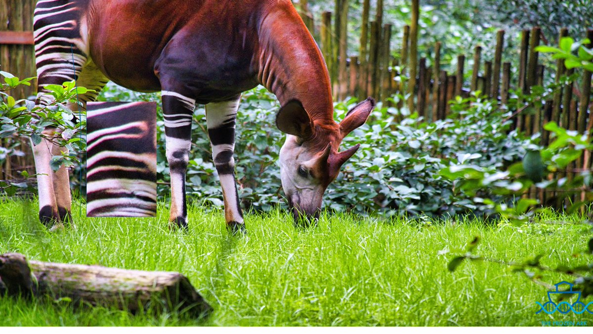 frozenark's tweet image. Here are the answers to our #PatternPuzzle game we ran last week as part of our #JungleTheme - Mon=Jaguar, Tue=Morpho Butterfly, Wed=Okapi, Thurs=Keel Billed Toucan, Fri=Red Eyed Tree Frog (cntd)...