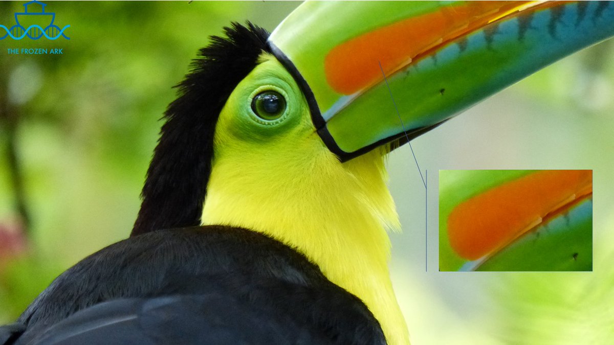 frozenark's tweet image. Here are the answers to our #PatternPuzzle game we ran last week as part of our #JungleTheme - Mon=Jaguar, Tue=Morpho Butterfly, Wed=Okapi, Thurs=Keel Billed Toucan, Fri=Red Eyed Tree Frog (cntd)...