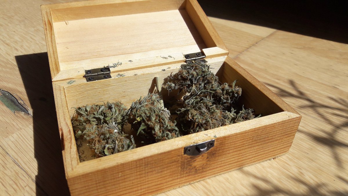 AdrycManellson's tweet photo. El Sol luce espléndido en #AdrycsCove, Minnie, la Guardiana ante la #Hierba, 🤣🤣🤣, dormitando Verde Mundo, y toca #Cata de #GreenPowerXL de @GreenbudSeeds #Orgánico by #Plagron Amig@s 🤔,
¡ Veremos cómo acaba el día !
Aunque imagino que 
😏😋😅😂🤣🤣😥🤣😋.
Alegría pues..🧚‍♂️😎 https://t.co/YXfLoACS8c