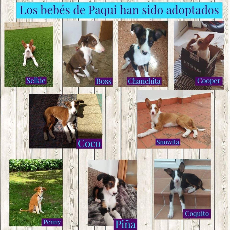 protectorasvpap's tweet photo. Toda la camada de Paqui ha sido ya adoptada, nueve cachorritos abandonados a su suerte han encontrado un hogar y una familia. Gracias a todos lo que lo habéis hecho posible. #NoCompresAdopta https://t.co/UZCa2xZFJ2