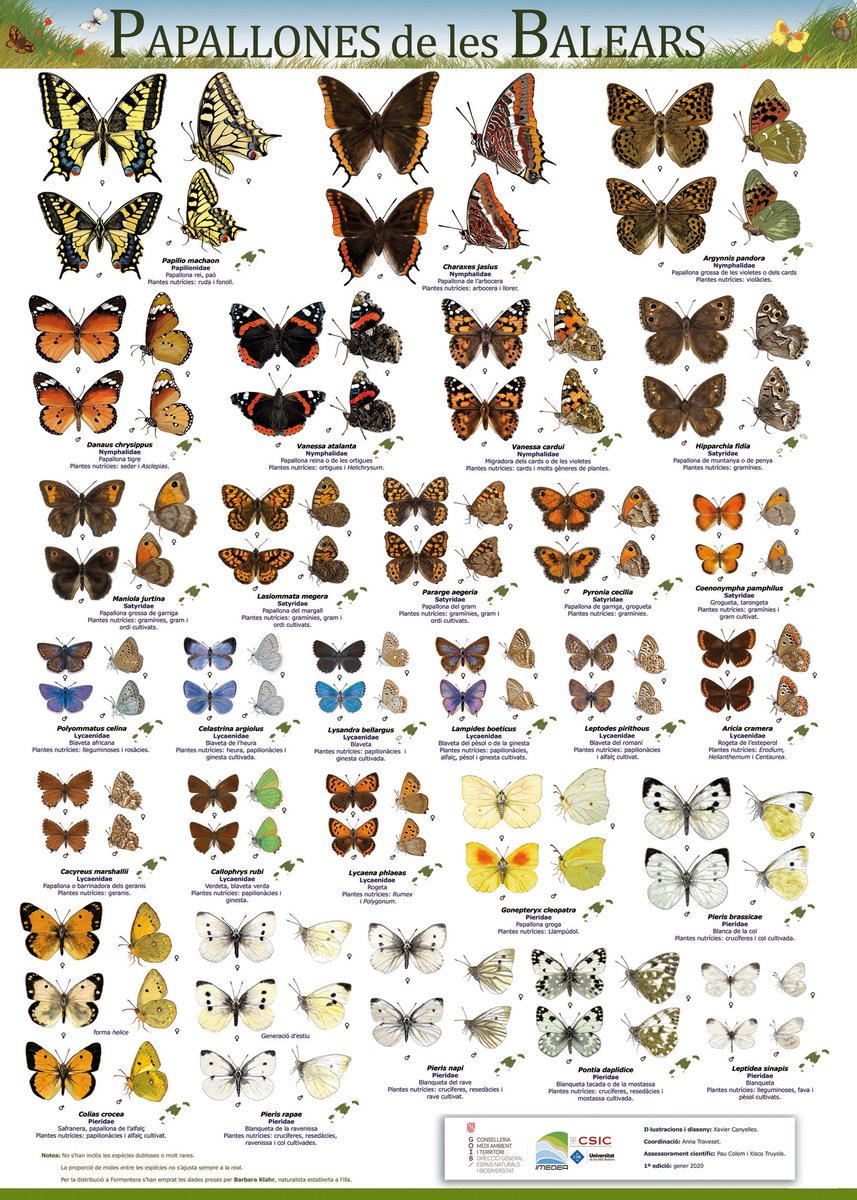 AnnaTraveset's tweet photo. Al fin tenemos el póster de las mariposas diurnas de les Illes Balears, dentro de la serie de pósters de polinizadores de estas islas.  Hoy lo hemos presentado oficialmente en la Conselleria de Medi Ambient @cmat_ib . Lo podréis descargar en breve en https://t.co/h0mTRwiOA8 https://t.co/1jvKrKhW97