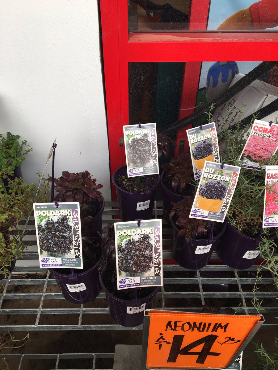 sarahrowe747's tweet photo. Strange to see them for sale in Canberra, Australia. @hankhoudini @PenberthPlants #cornishbred https://t.co/QwGS1j66VP