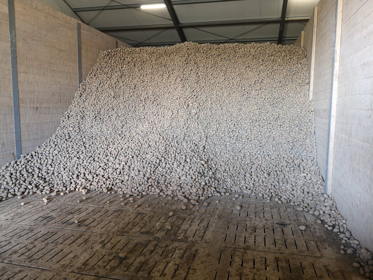 WBrooymans's tweet photo. 2 maanden later als normaal afscheid nemen van de #folva aardappelen. Mooi kiemvrij met 2x cipc gassen. Kijken of dat komend jaar ook zo wil..... https://t.co/f1xC9bEPzx