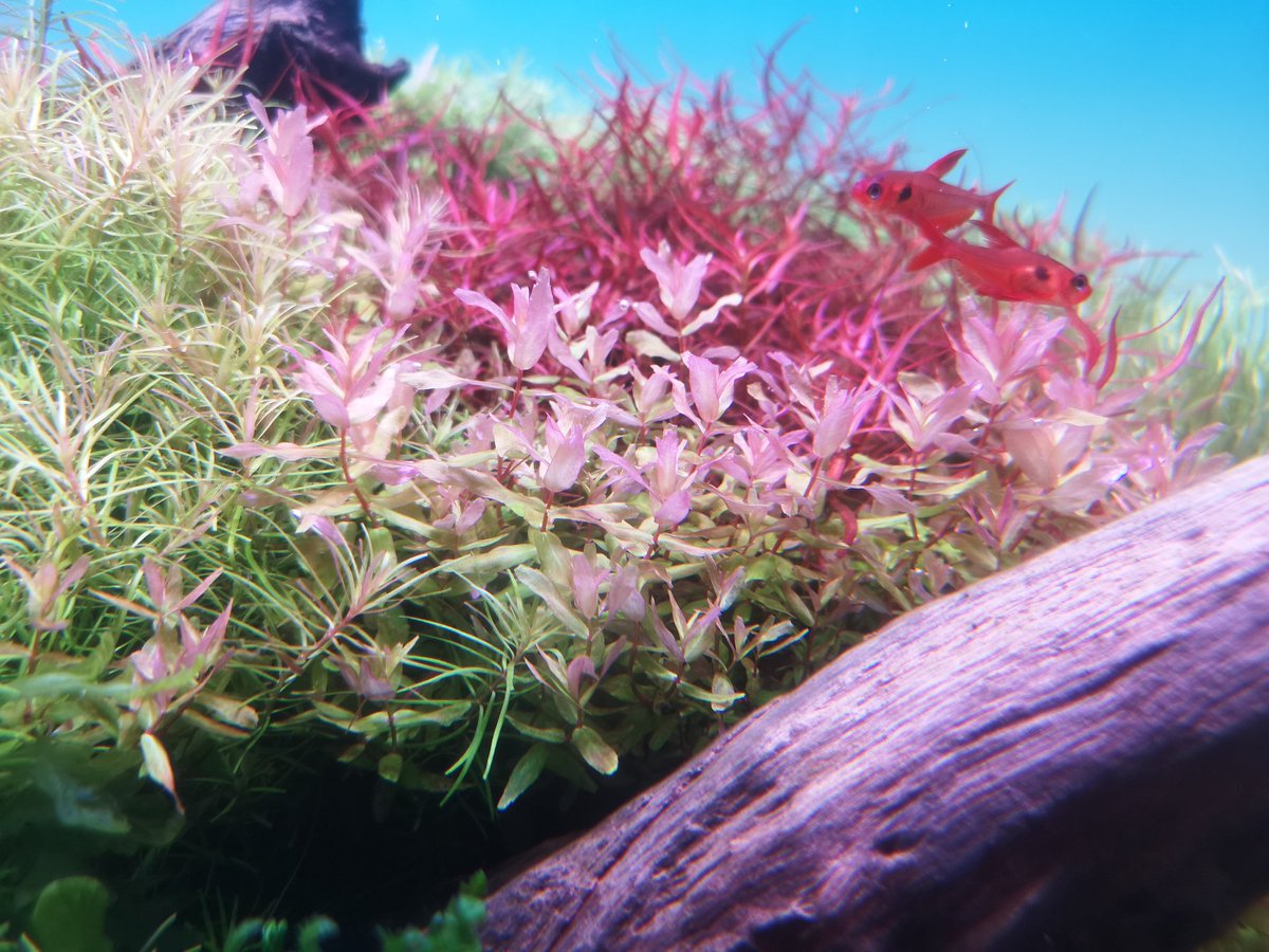 ロタラマクランドラグリーン