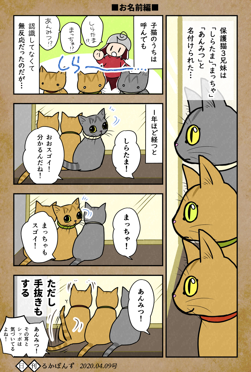 猫マンガ「保護猫3兄妹」Twitterまとめ② #漫画 #オリジナル #エッセイ #実録 #猫 #猫漫画 #ペット #ネコ https://t.co/dHgKo0n0eO 