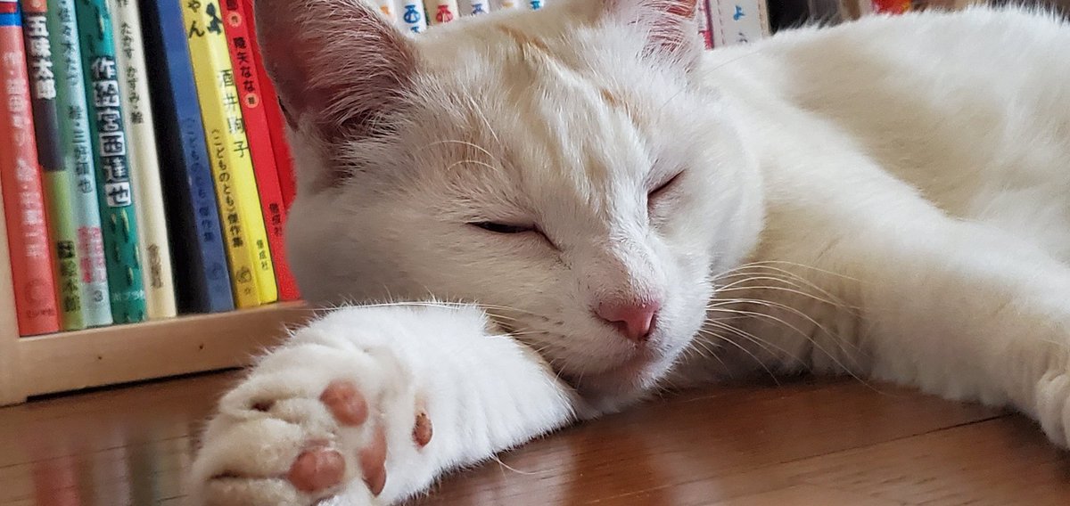 FulLmoNty_n's tweet image. さぁ、ぬこれ
#identitymemory
#ファインダー越しのわたしの世界
#photographer