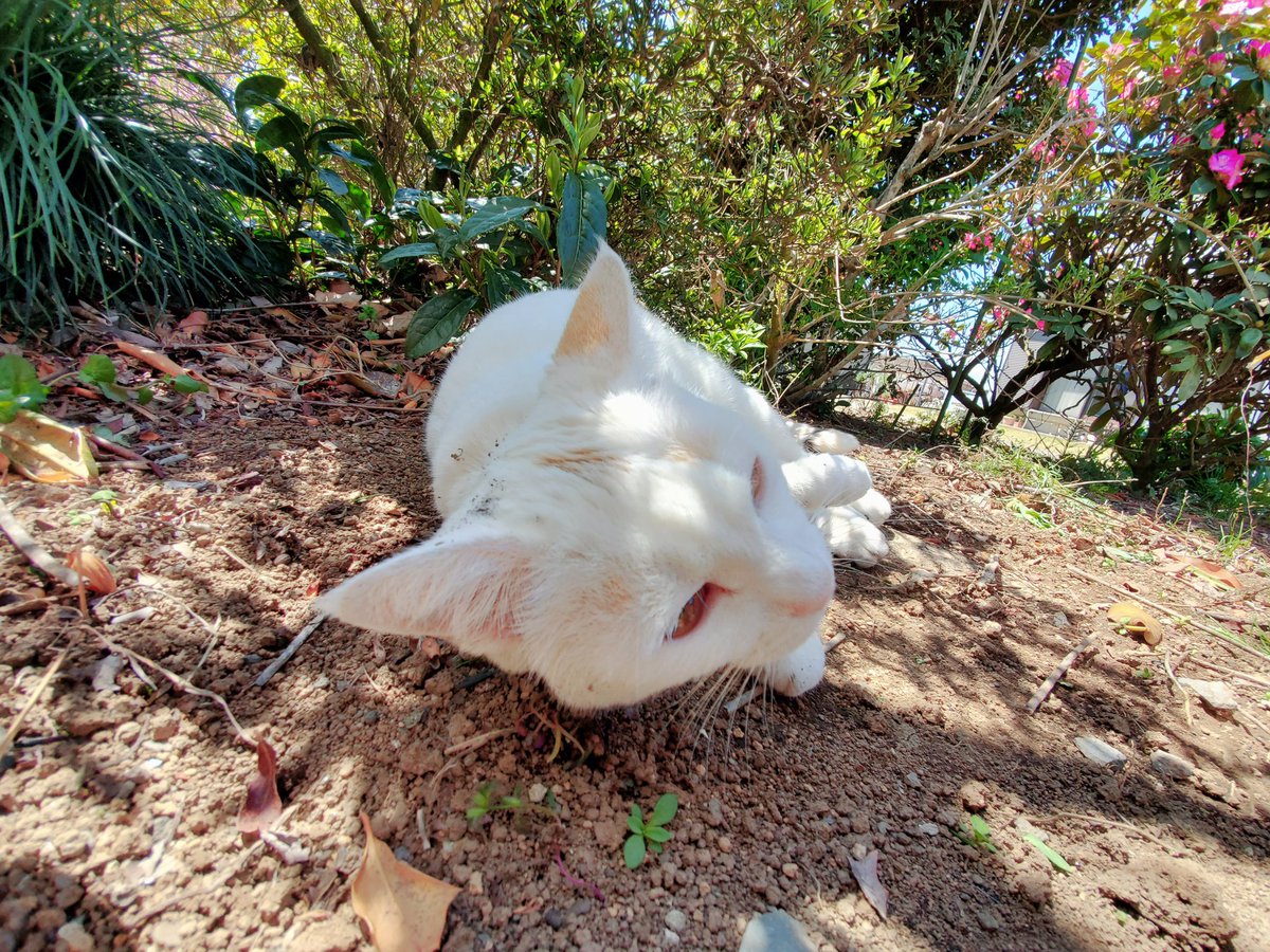 FulLmoNty_n's tweet image. さぁ、ぬこれ
#identitymemory
#ファインダー越しのわたしの世界
#photographer