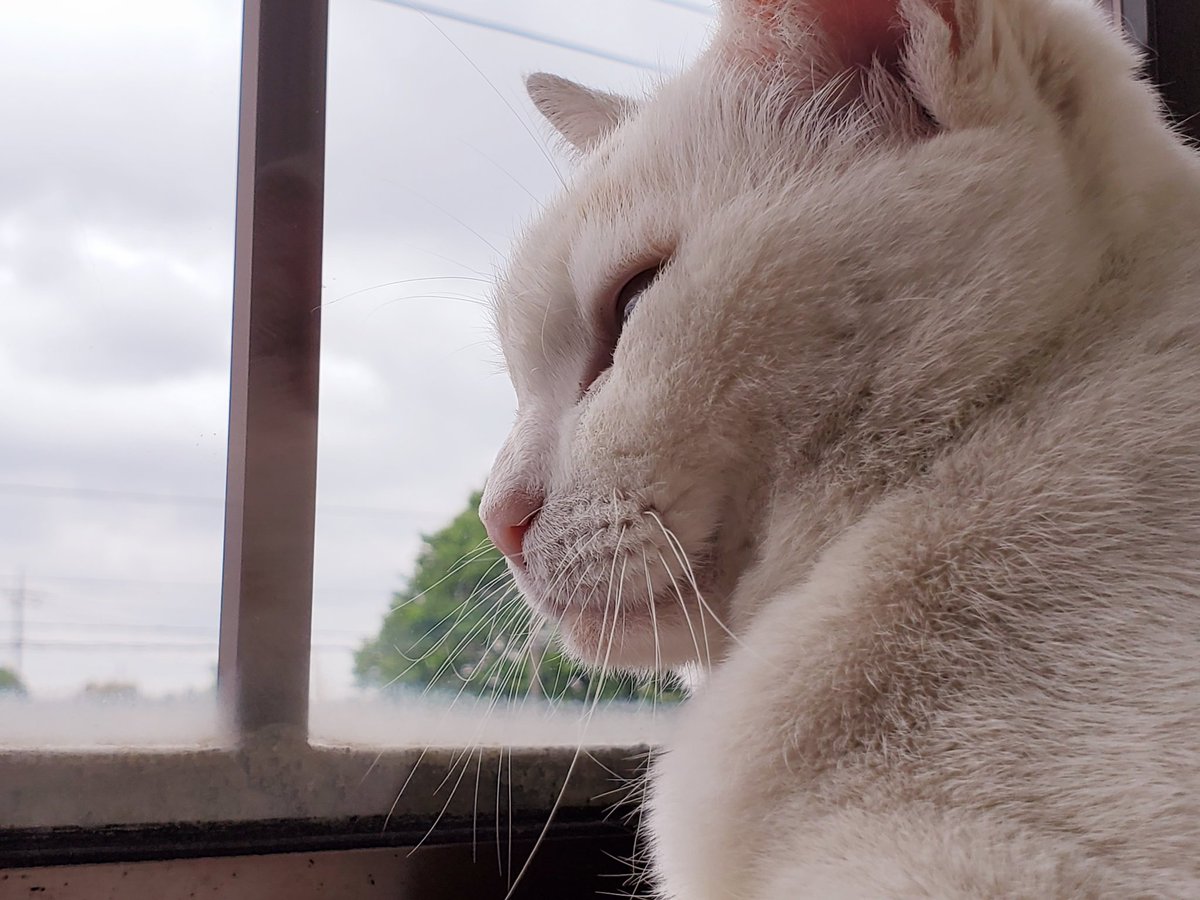 FulLmoNty_n's tweet image. さぁ、ぬこれ
#identitymemory
#ファインダー越しのわたしの世界
#photographer