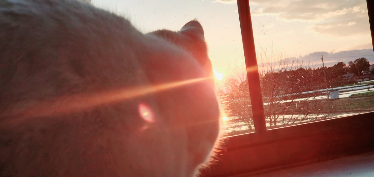 FulLmoNty_n's tweet image. さぁ、ぬこれ
#identitymemory
#ファインダー越しのわたしの世界
#photographer