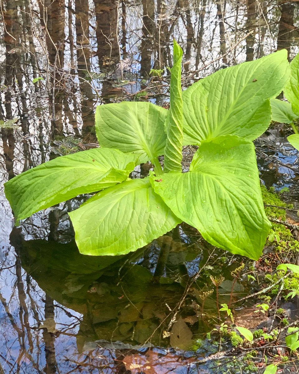SchoonerMaryDay's tweet photo. You may be wondering why I haven't posted any pictures of what is happening at the boat. I have been working at the global headquarters these past 2 weeks. All will be revealed in time. I've been doing a lot of walking in the woods with the dogs. Some things really catch my eye. https://t.co/haq4Gkjt4c