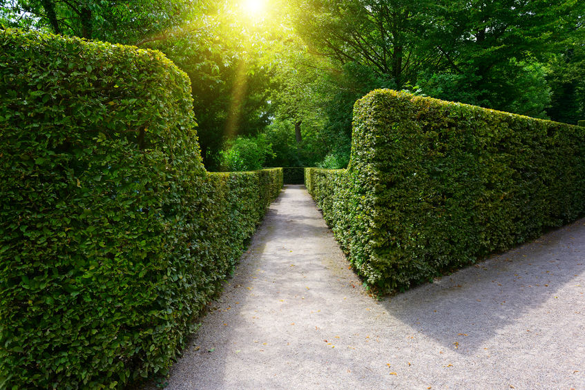 ForestTreeTX's tweet image. Trees aren't the only greenery that offer some value to your home exterior. Read about all the advantages of having hedges on your property!
foresttreeservicekingwood.com/3-benefits-of-…
