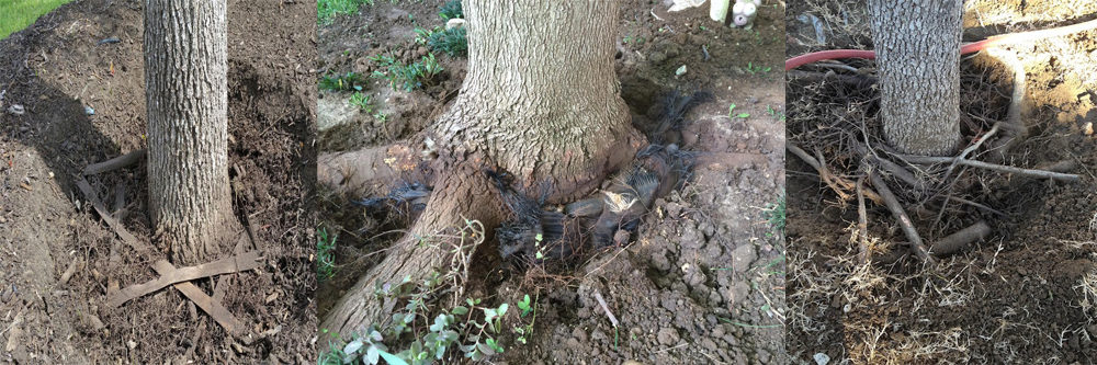PresTreeServ's tweet photo. A #girdling root develops when a root begins to circle &amp; coil around the base of a #tree trunk. Over time, as the root continues to enlarge, they inhibit proper growth &amp; the proper transfer of H2O &amp; nutrients up into the tree -essentially strangling it. https://t.co/rBOWkBXts6 https://t.co/i3pidjBk0n