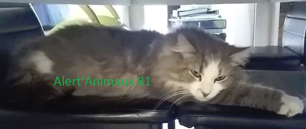 Missing Animaux 81 18 05 Perdu Chat Gris Blanc Poils Longs A Saint Sulpice Milo Tel Asso 06 99 85 05 46 Tarn