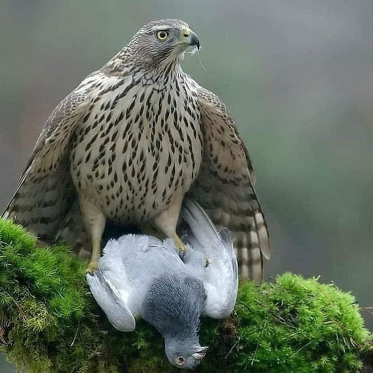 Amazing click 😮😮

#photography #Bird #birds #wildlife