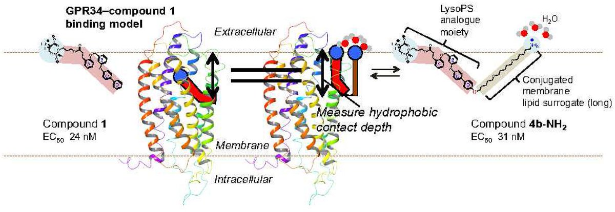 Membrane phospholipid analogues as molecular rulers to probe the position of the hydrophobic contact point of lyso-PL ligands on the surface of GPCR during membrane approach buff.ly/2z0rGQM (@BiochemistryACS)