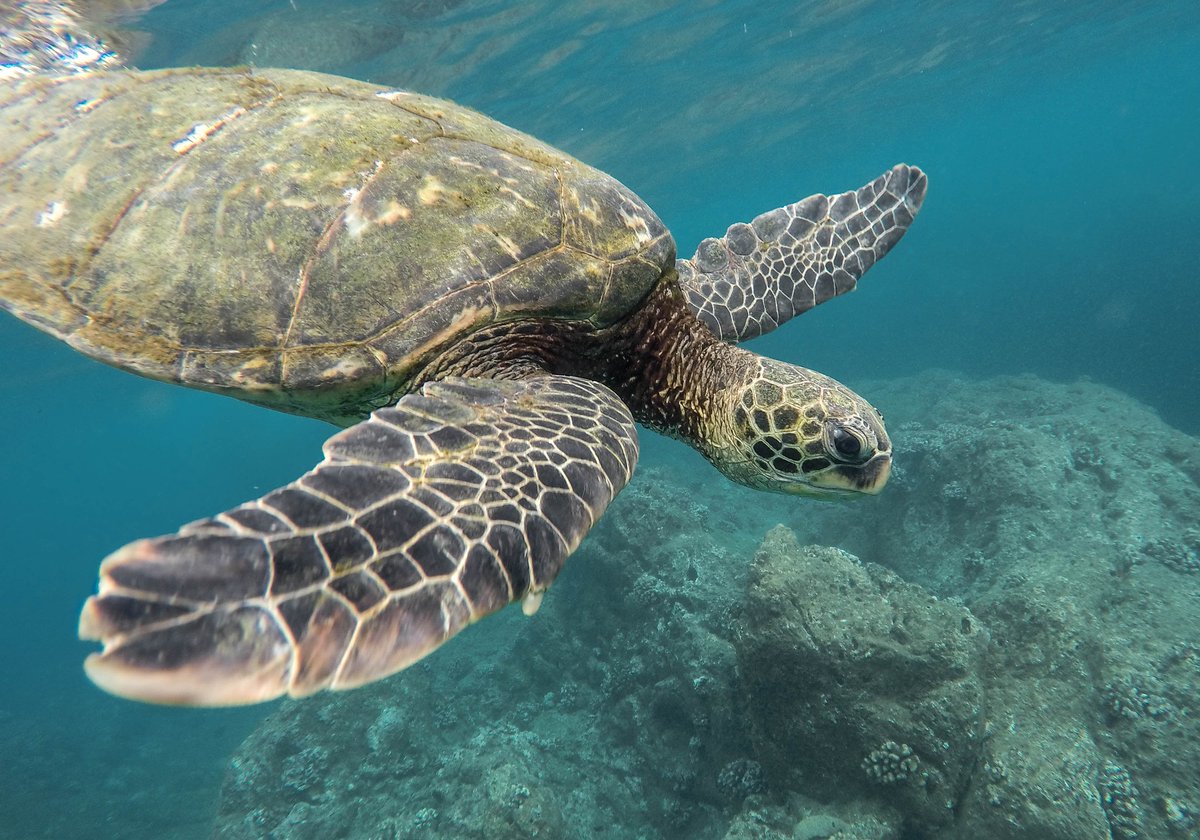SeasAtRisk's tweet photo. Saturday 23rd May is #WorldTurtleDay!🐢🌏
How much do you know about turtles & their habitat?
Take the #TurtleQuiz to find out👉https://t.co/y1D1sGBbHr
@tartaloveit @common_eu @Legambiente #TartaLove #OurOcean #OurBlueLung https://t.co/edb65vlmFJ
