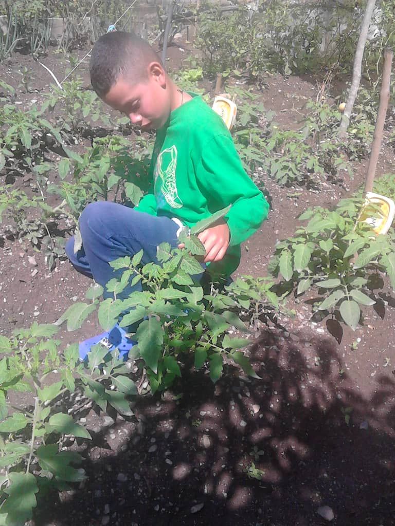 superaulasboco's tweet photo. Evolución de cultivos de  caraotas y tomates alumno de Sexto grado del G.E.B Máximo Saavedra Bocono estado Trujillo https://t.co/1et3RzFraP