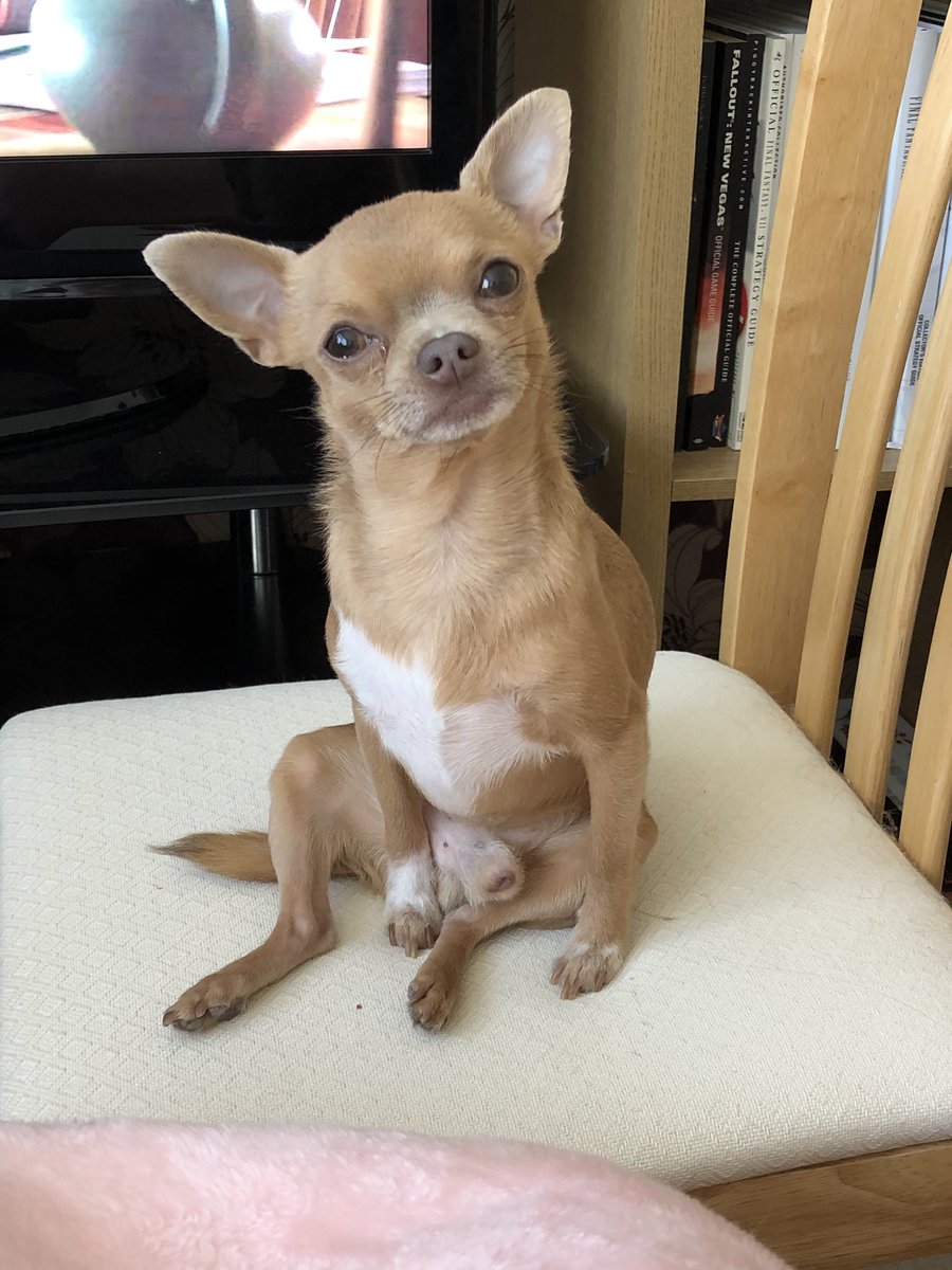 Nicola_Gamer_PS's tweet image. He sits so funny