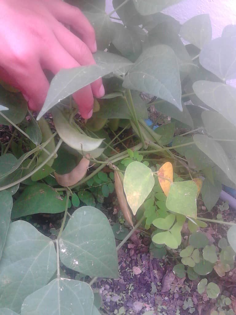 superaulasboco's tweet photo. Evolución de cultivos de  caraotas y tomates alumno de Sexto grado del G.E.B Máximo Saavedra Bocono estado Trujillo https://t.co/1et3RzFraP