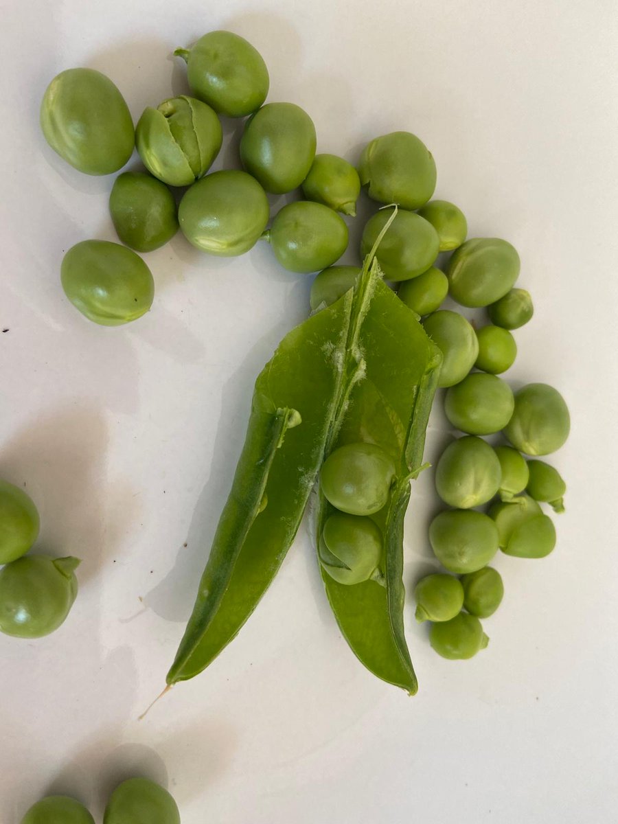 cpb_ileonor's tweet photo. Mientras nuestras maestras de Infantil 3, 4 y 5 años trabajan online el proyecto "El Huerto y los alimentos", en las videoconferencias van enseñando el resultado del día a día.¡Un huerto de lujo! 🍆🥬🥦¡Gracias Equipo del Huerto Escolar @cpb_ileonor https://t.co/ObLm8HV48P