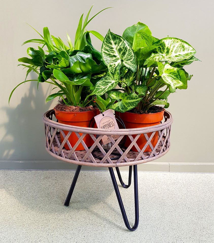 Hortus Leiden tweet media