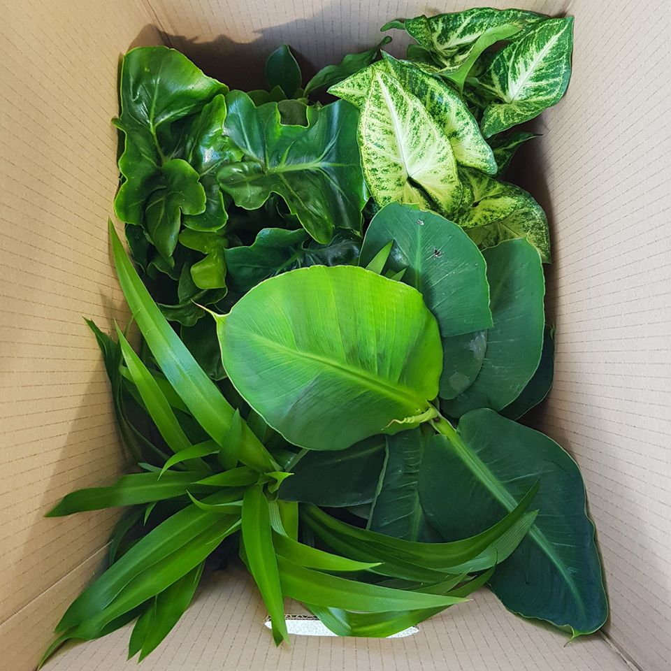 Hortus Leiden tweet media