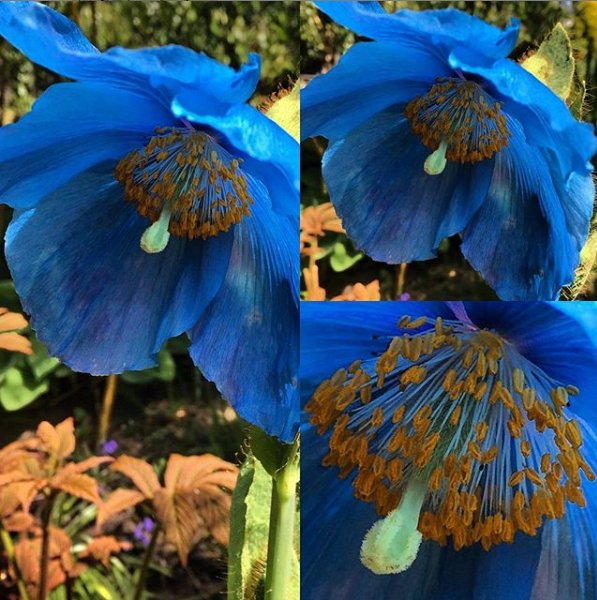 DecoDiscover's tweet photo. Amapola del Himalaya. Fotografía de @theprimrosefox, que gustosamente me ha dejado compartir, gracias.
#poppy #himalayanpoppy, #amapola #amapoladelhimalaya #amapolaazul #flor #flower #flowerblue #blueflower #florazul #garden #jardin #gardens #decor #decoracion #decoration https://t.co/73kvem3iOt