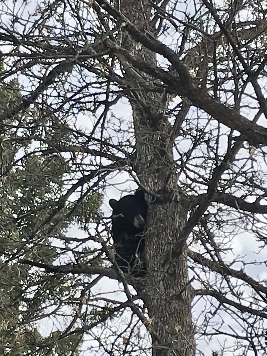 Our dog treed this young bear last night at our cottage. He doesn’t seem in any hurry to climb down