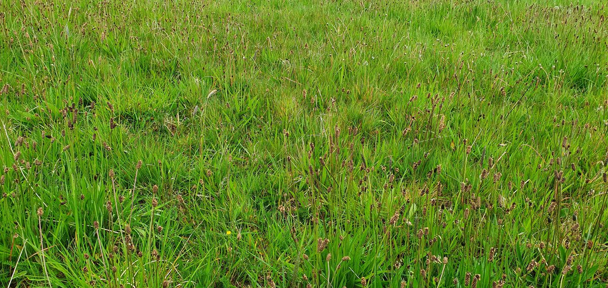 Another year of my Autumn+Winter aftermath grazed half (LEFT) vs ungrazed (hay-cut only) half of a meadow (RIGHT). 
Shows importance of appropriate grazing. Yellow Rattle assosiated with the grazed half only. #Haymeadow #Grazingmanagement