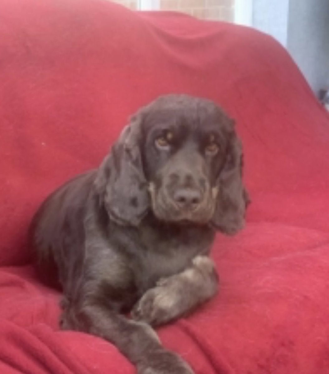 SpanielAidUK's tweet photo. Bella is available for adoption on our website please follow the link for all her info. She is 4 &amp; a show cocker in Lancs please RT  https://t.co/q9NvztpZK3 #dog #dogs #doglover #spaniel #cocker #dogsoftwitter https://t.co/JUrCI1CVEG