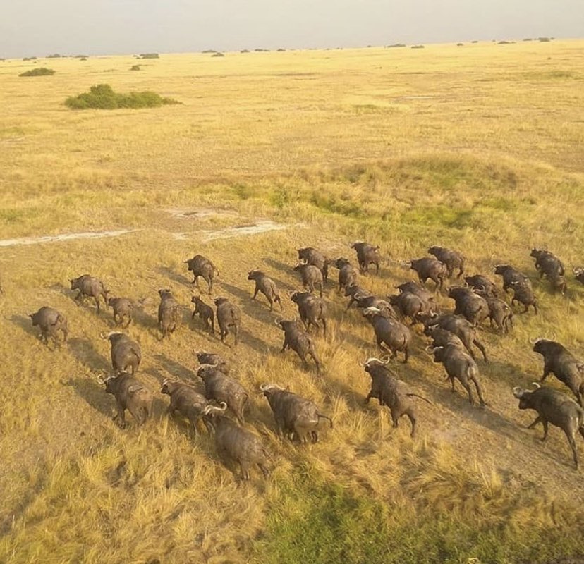 Parc virunga .