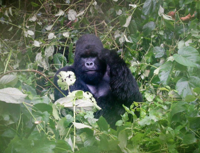 Parc virunga .