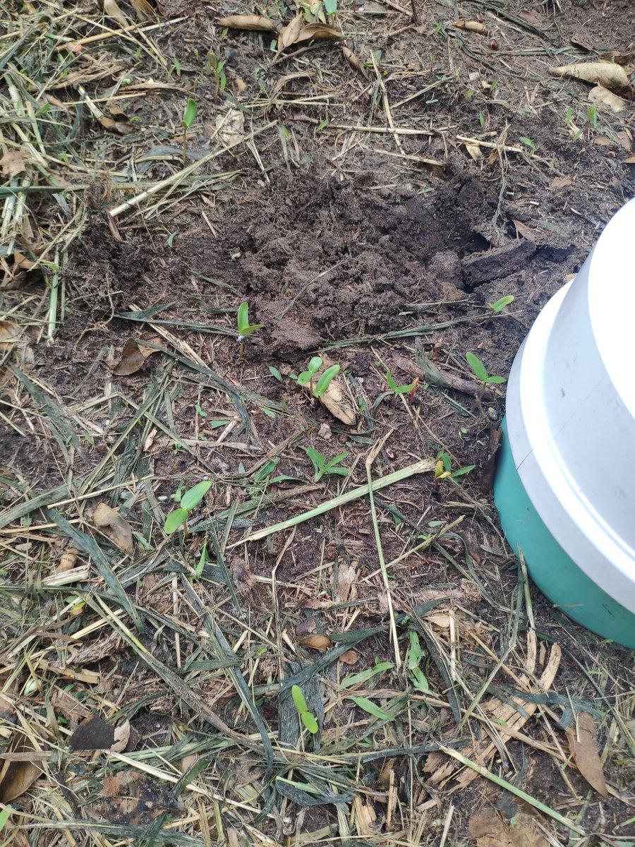 antonio_microUF's tweet photo. Finally out in the field! Really looking forward to seeing how our #citrus #covercrop trials progress this #summer. Some of the cover crops that were seeded last Friday are already germinating! #gocovercrops #gpsoilmicrobes #soilhealth #Strausslab #SWFREC https://t.co/NRVauzTeA5