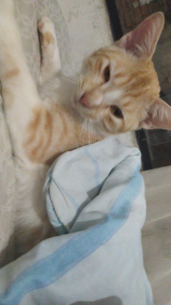 NotPorcel's tweet image. #XiaomiLoPetaEnMediaMarkt
Suerte a mi :c