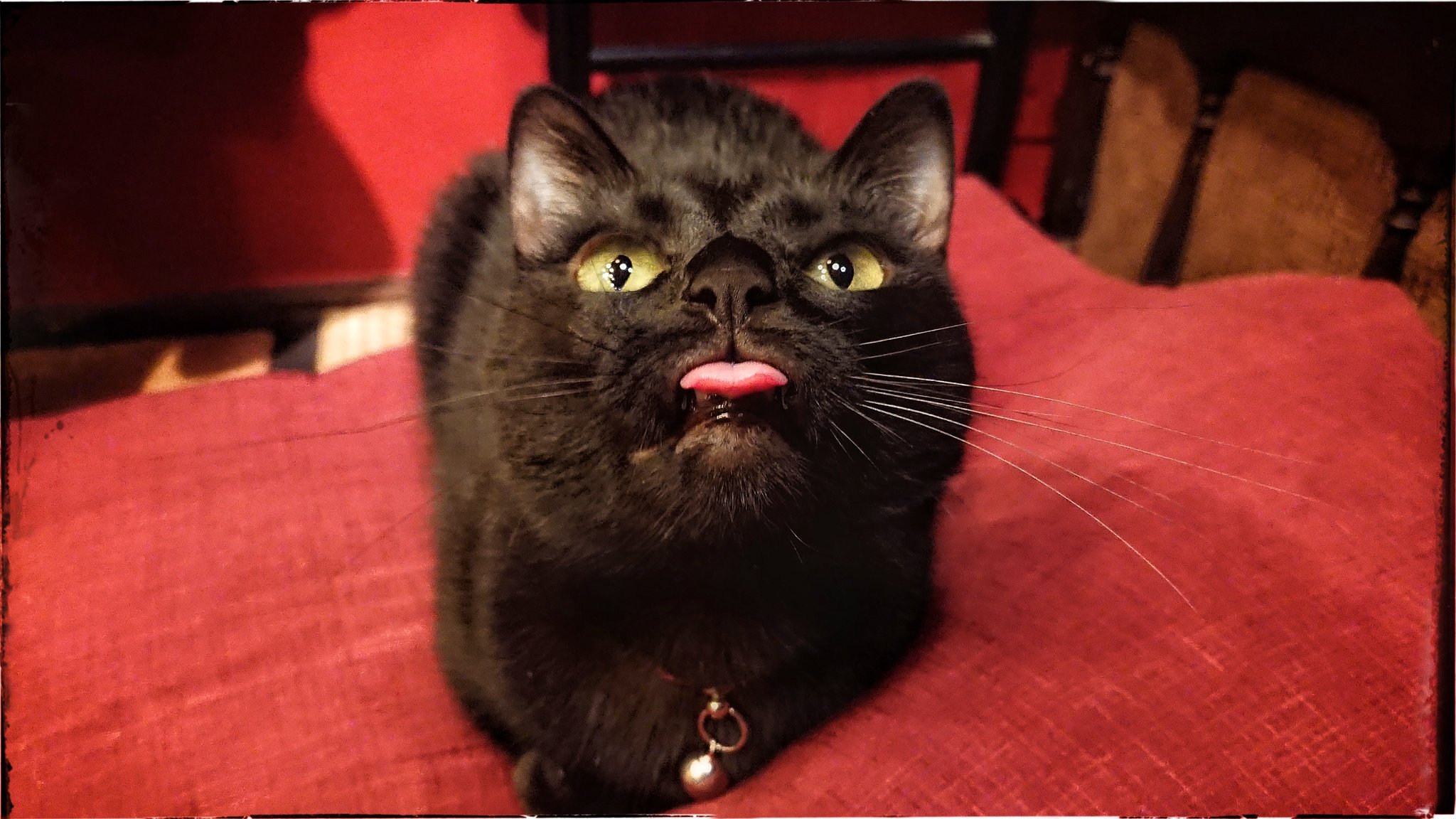 画像 黒猫変顔選手権にゃ T Co 2wc4bbtygs Matomehub まとめハブ 画像 黒猫変顔選手権にゃ T Co 2wc4bbtygs Matomehub まとめハブ