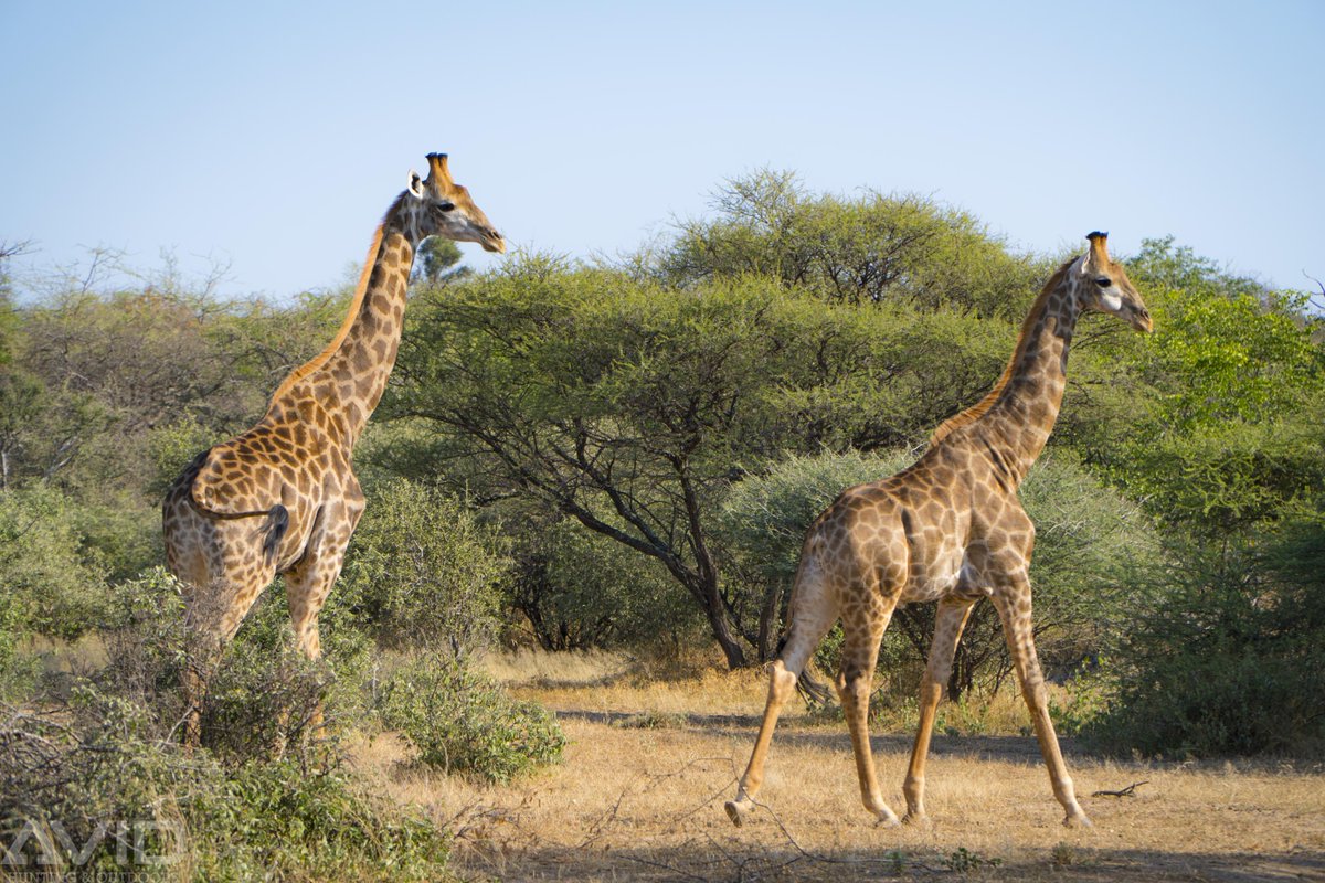 huntavid's tweet image. 