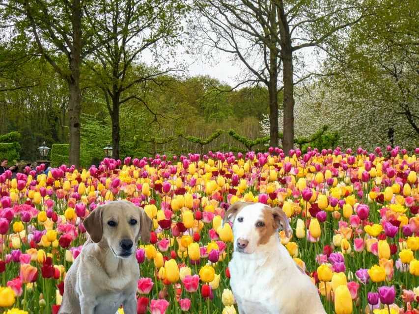 CanadianPenny1's tweet photo. Penny's 🇨🇦 fun fact: In 1945 the Dutch Royal family sent 100K tulip bulbs to Ottawa to thank 🇨🇦 for sheltering them during WWII. They still send 10K bulbs/annually for the @CdnTulipfest 🌷

My pal @LabradorYuki from the Netherlands and I are proud of this long friendship ☺️ 🇨🇦🇳🇱 https://t.co/byvmygCz9G