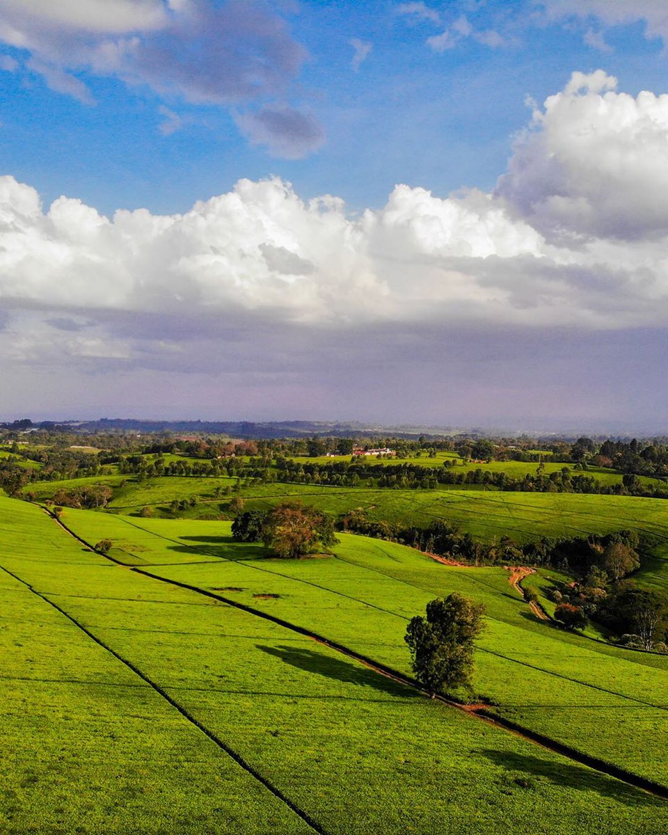 Kenya Pics on Twitter: "Tigoni, Limuru. Photos by John Mburu… "